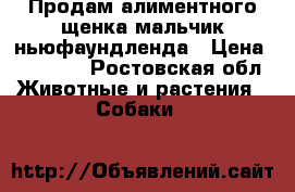 Продам алиментного щенка(мальчик)ньюфаундленда › Цена ­ 16 000 - Ростовская обл. Животные и растения » Собаки   